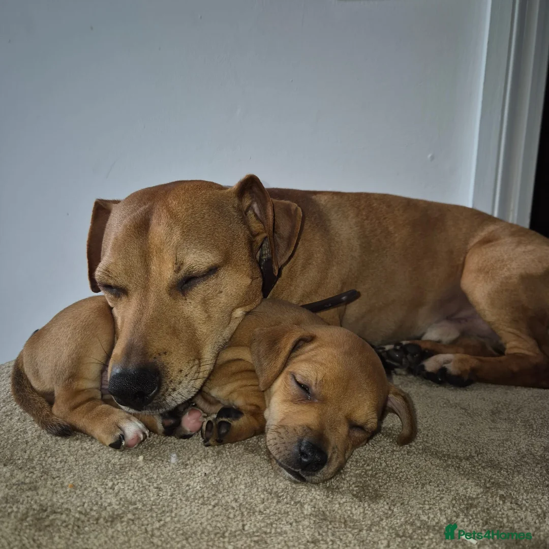Mixed Breed dogs for sale: Ruby  - Advert 2