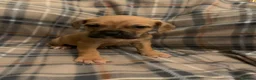 Mixed Breed dogs for sale: Large mix dog breed  in Edinburgh - Advert 4