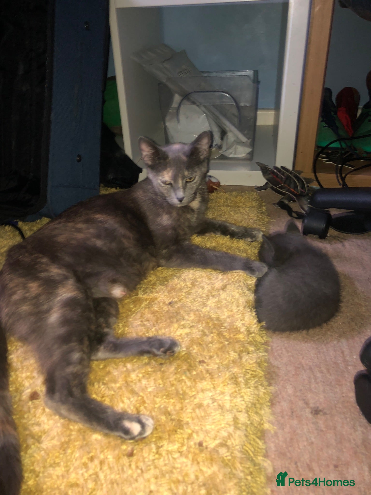 Mixed Breed cats 6 kittens needing a home - Advert 1