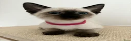 Ragdoll cats for sale: 4 Ragdoll/Siamese Kittens - Ready to go home - Advert 16