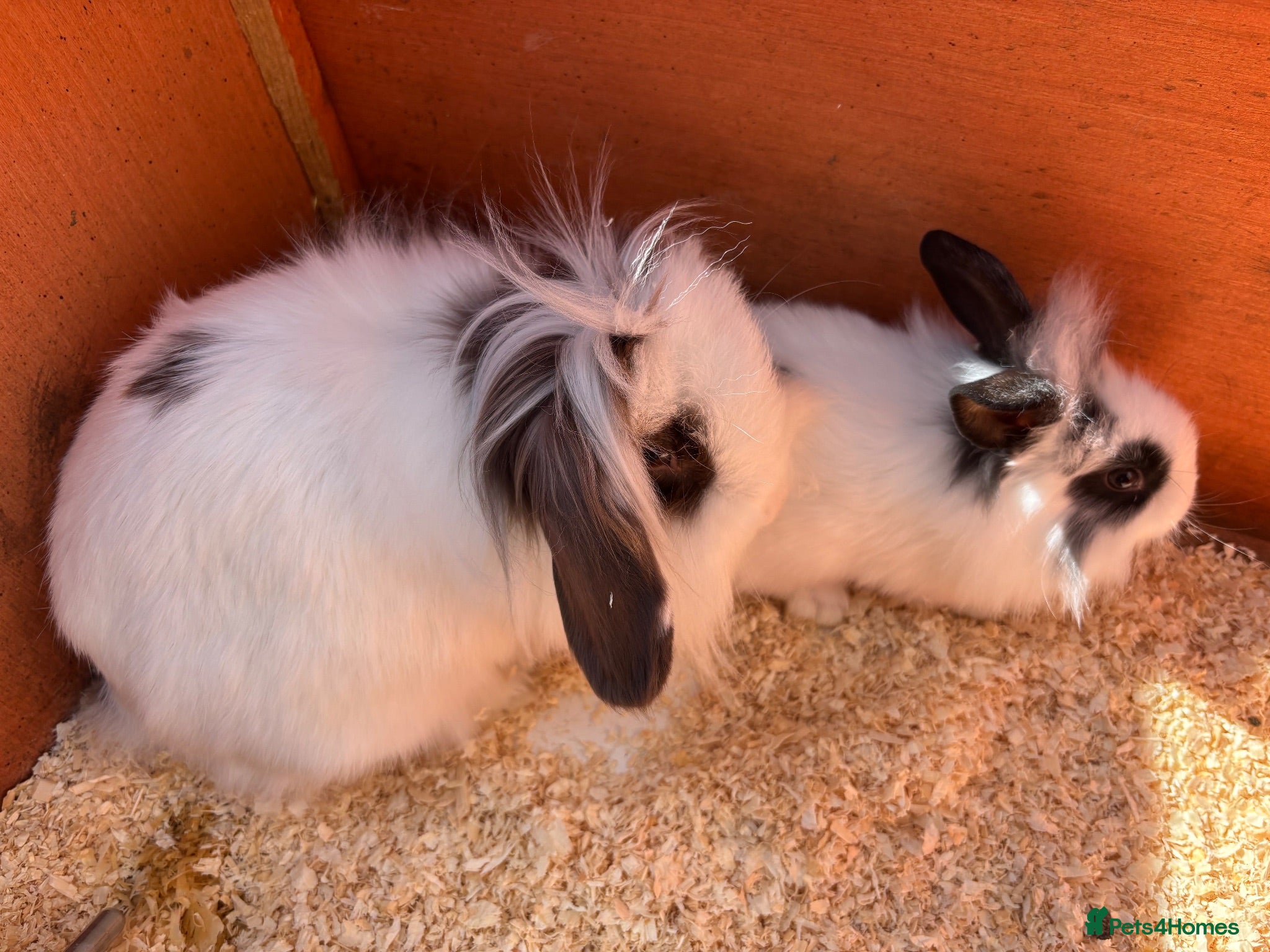 Mini Lion Lop rabbits Adult Mini Lion Lop Rabbit - Advert 13