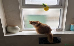 British Shorthair cats for sale: Black Golden Chinchilla  - Image 2