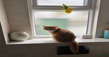 British Shorthair cats - Advert 5