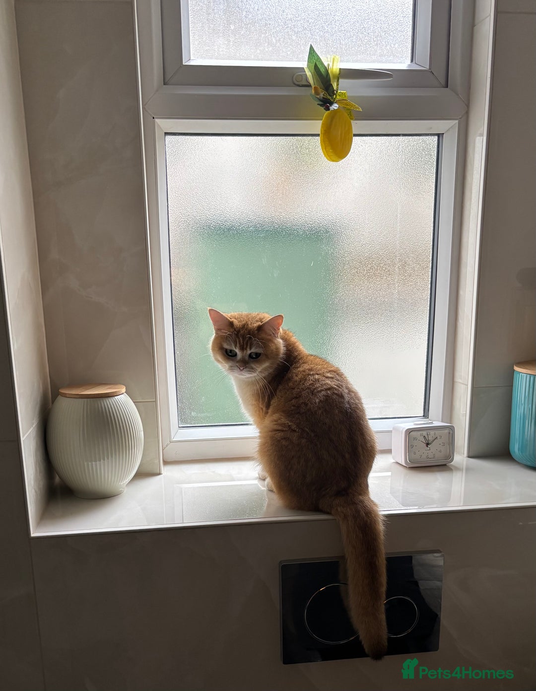 British Shorthair cats for sale: Black Golden Chinchilla  - Image 2