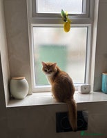 British Shorthair cats - Advert 5