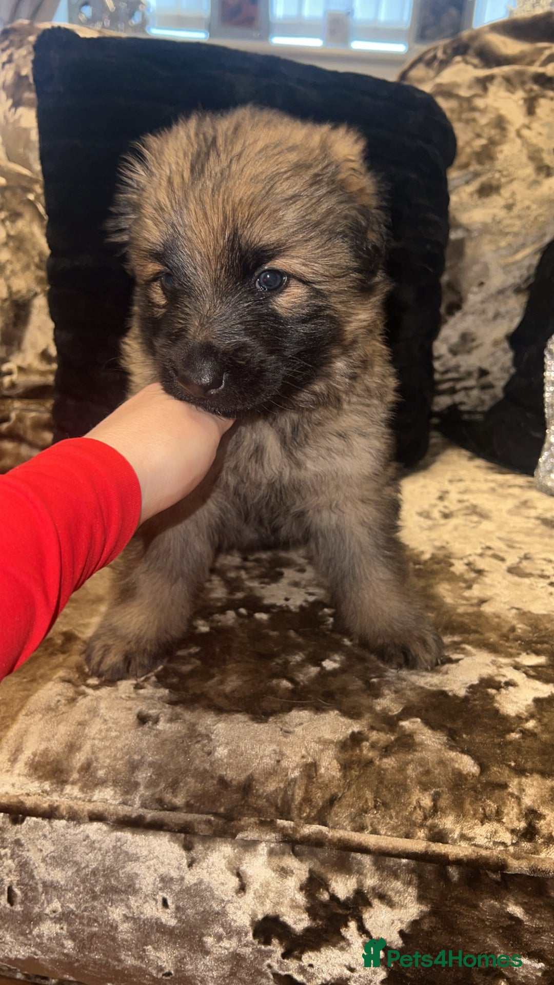 German Shepherd dogs for sale: MALE GERMAN SHEPARD LONG HAIRED  - Advert 2