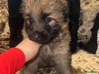 German Shepherd dogs MALE GERMAN SHEPARD LONG HAIRED - Advert 16