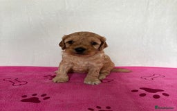 Cockapoo dogs for sale: F2 Cockapoo puppies - Image 1