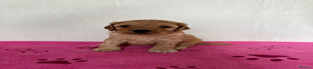 Cockapoo Puppy 5