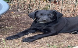 Labrador Retriever dogs for sale: 🐾Ready Now🐾Black Male FTCH Pedigree Forward Pups - Image 14