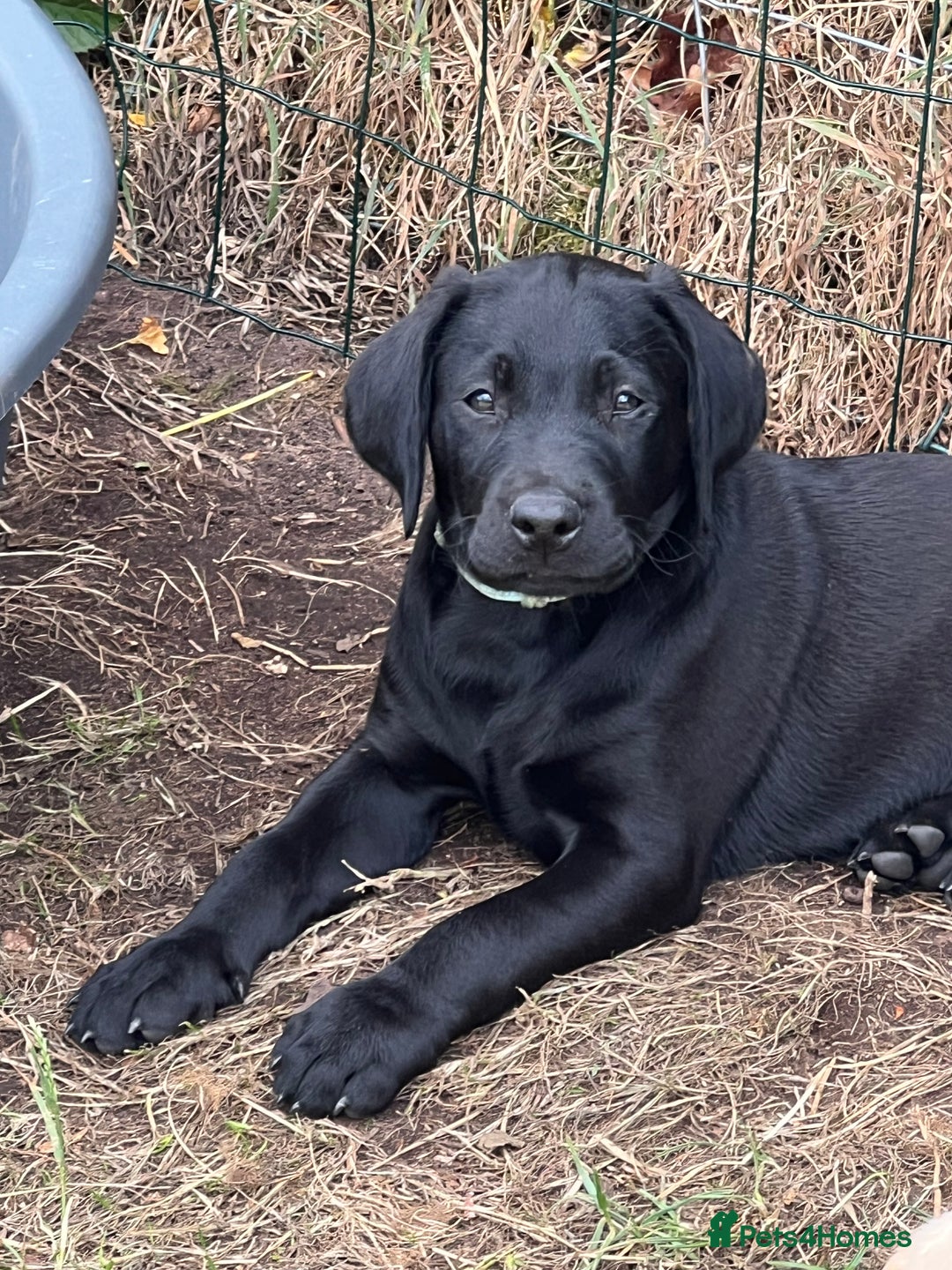 Labrador Retriever dogs for sale: 🐾Ready Now🐾Black Male FTCH Pedigree Forward Pups - Image 14