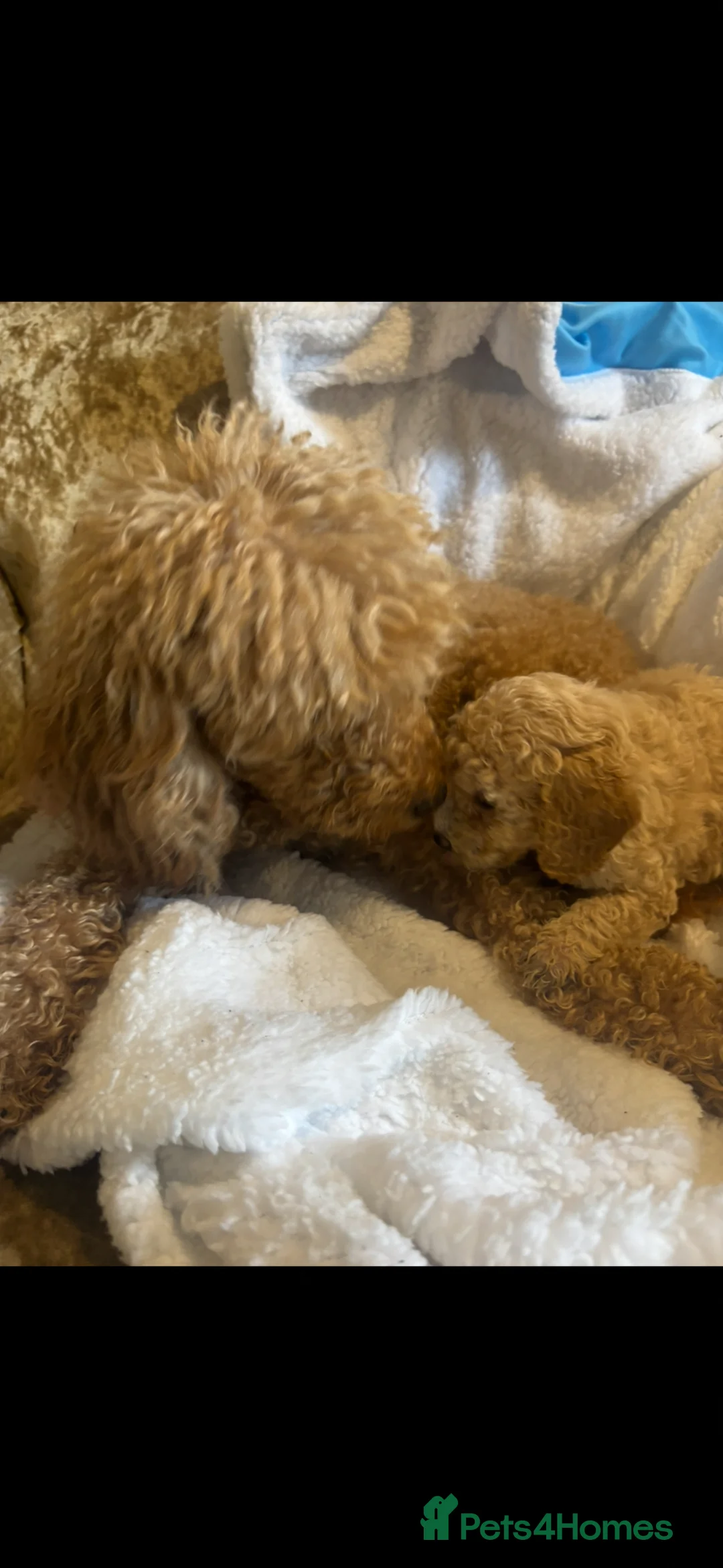 Miniature Poodle dogs for sale: Beautiful miniature poodle puppies  in Bishop Auckland - Advert 2