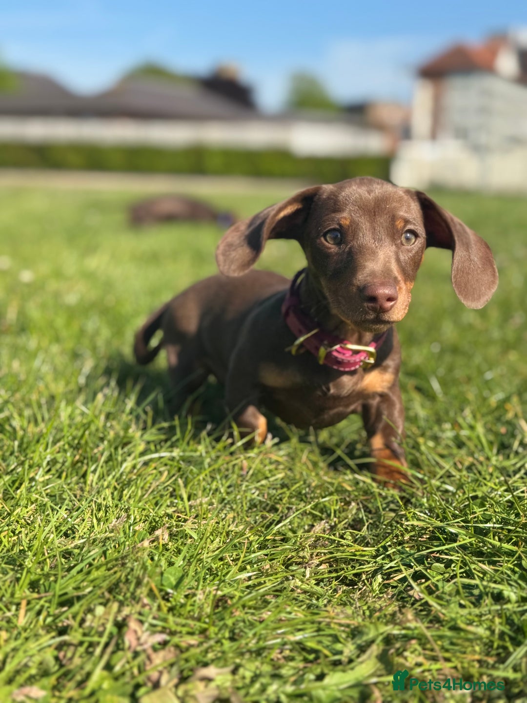 Miniature Dachshund dogs for sale: Female 10 month old Miniature Daschund  - Advert 1