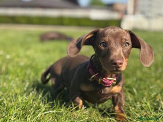 Miniature Dachshund dogs Female 10 month old Miniature Daschund - Advert 1