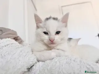 British Shorthair cats Stunning litter of white kittens - Advert 11