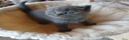 British Shorthair cats for sale: Beautiful British Shorthaired kittens  - Advert 4