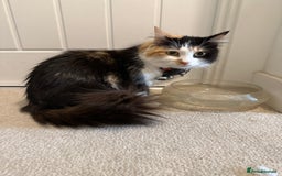 Mixed Breed cats for sale: 7 friendly kittens looking for forever homes - Image 15