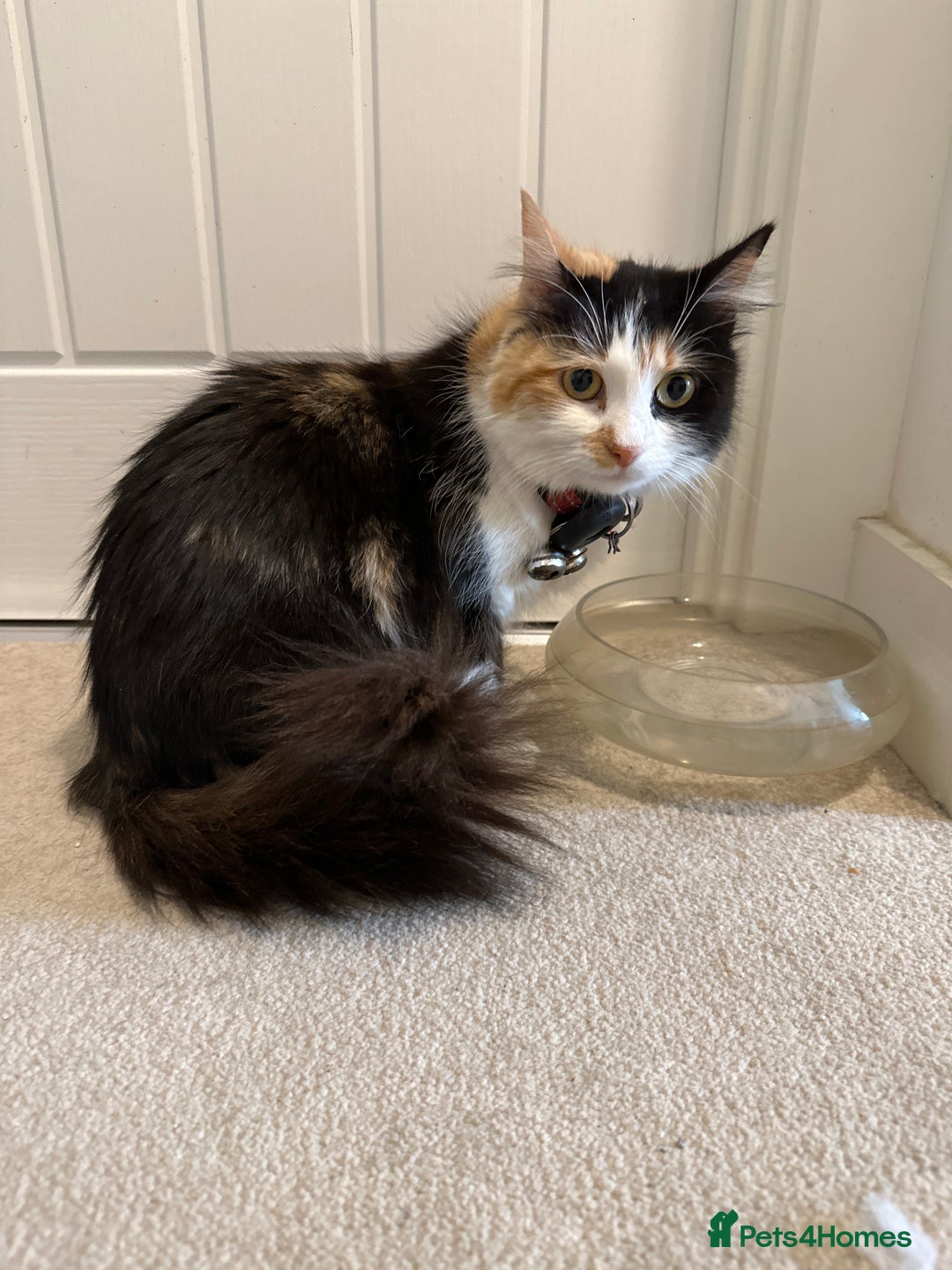 Mixed Breed cats for sale: 7 friendly kittens looking for forever homes - Image 15