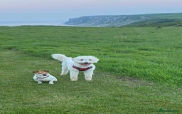 Goldendoodle dogs for sale: Beautiful Goldendoodle girl age 2 for sale - Image 4