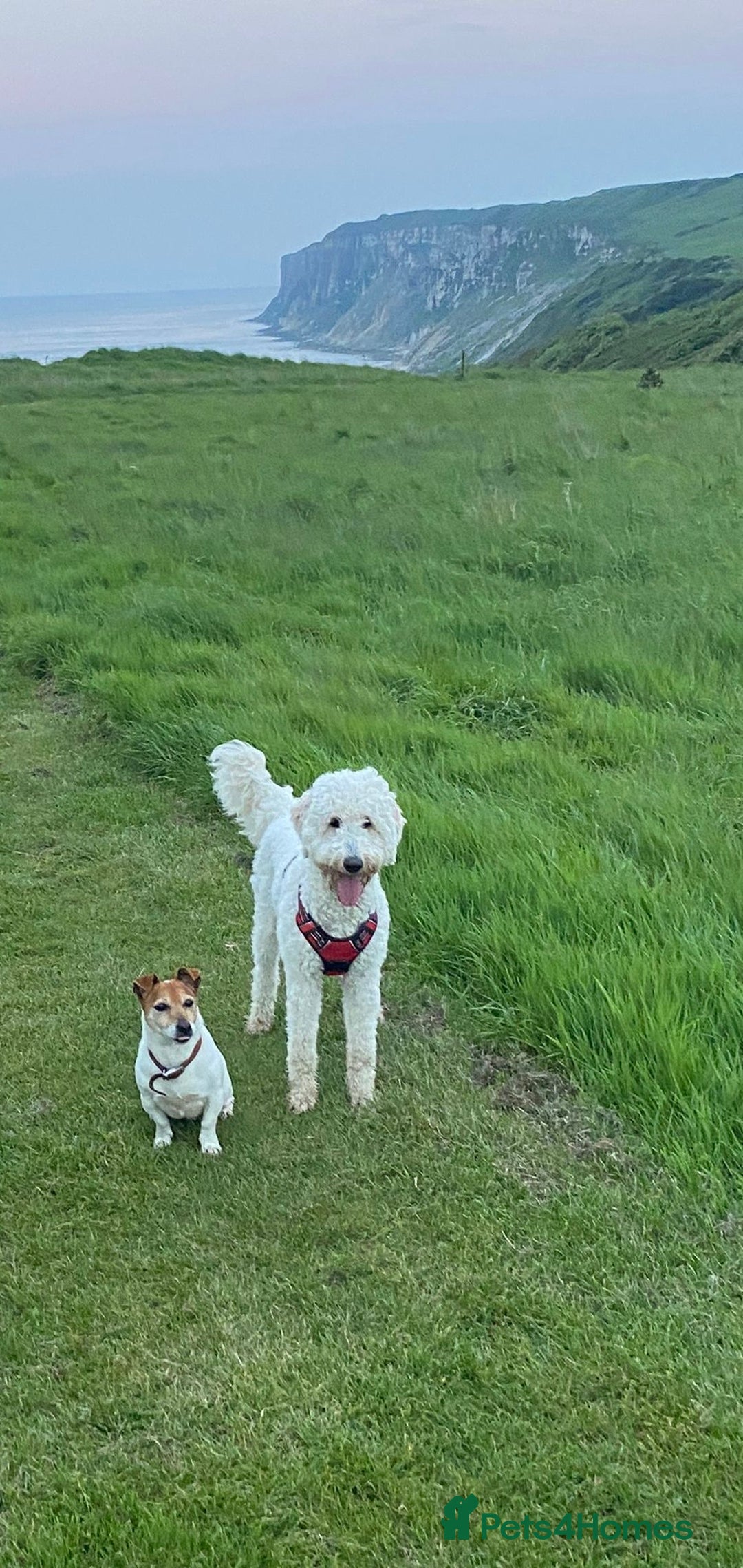 Goldendoodle dogs for sale: Beautiful Goldendoodle girl age 2 for sale - Image 4