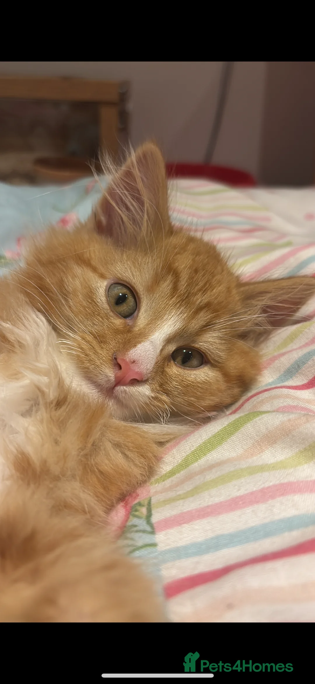 Mixed Breed cats for sale: Very Friendly Male & Female Bonded Pair Cats - Advert 15