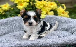 Yorkshire Terrier dogs for sale: One Beautiful Biewer Terrier Boy! - Image 2