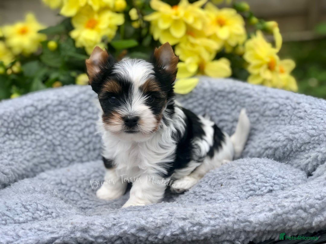 Yorkshire Terrier dogs for sale: One Beautiful Biewer Terrier Boy! - Image 2