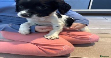 Sprocker dogs - Advert 5