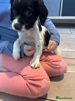 Sprocker dogs - Advert 11