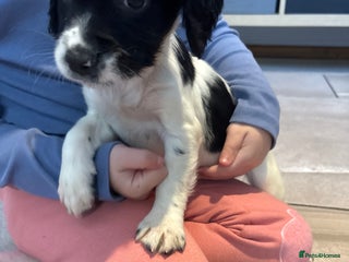 Sprocker dogs - Advert 7