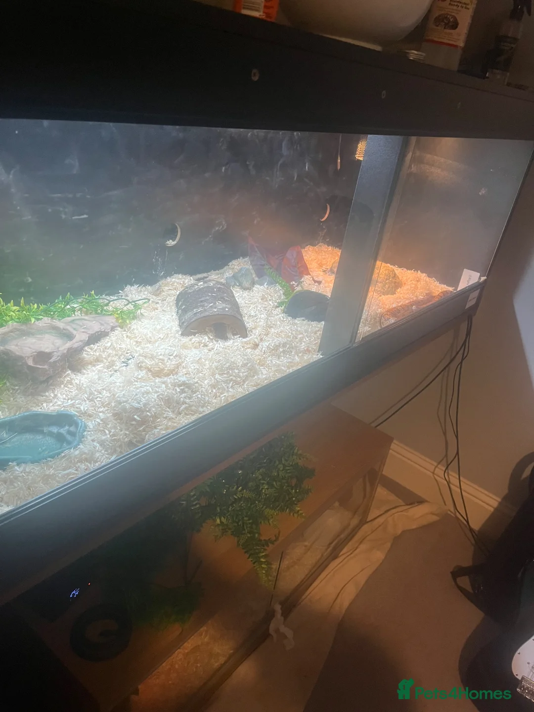 Corn Snake reptiles for sale: Corn snake with vivarium  in Woking - Advert 2