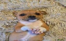Staffordshire Bull Terrier dogs for sale: !READY NOW! KC Reg Quality Red Staffy Puppies  - Image 8