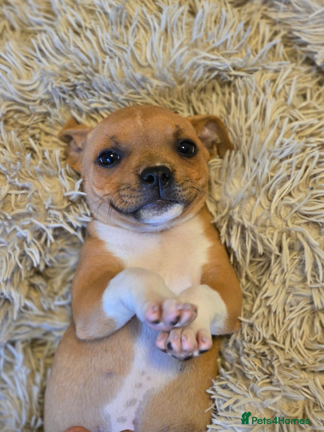 Staffordshire Bull Terrier dogs for sale: !READY NOW! KC Reg Quality Red Staffy Puppies  - Image 8