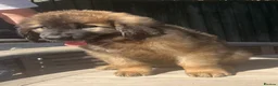 Leonberger dogs for sale: Leonberger puppy for sale  - exceptional quality - Advert 4