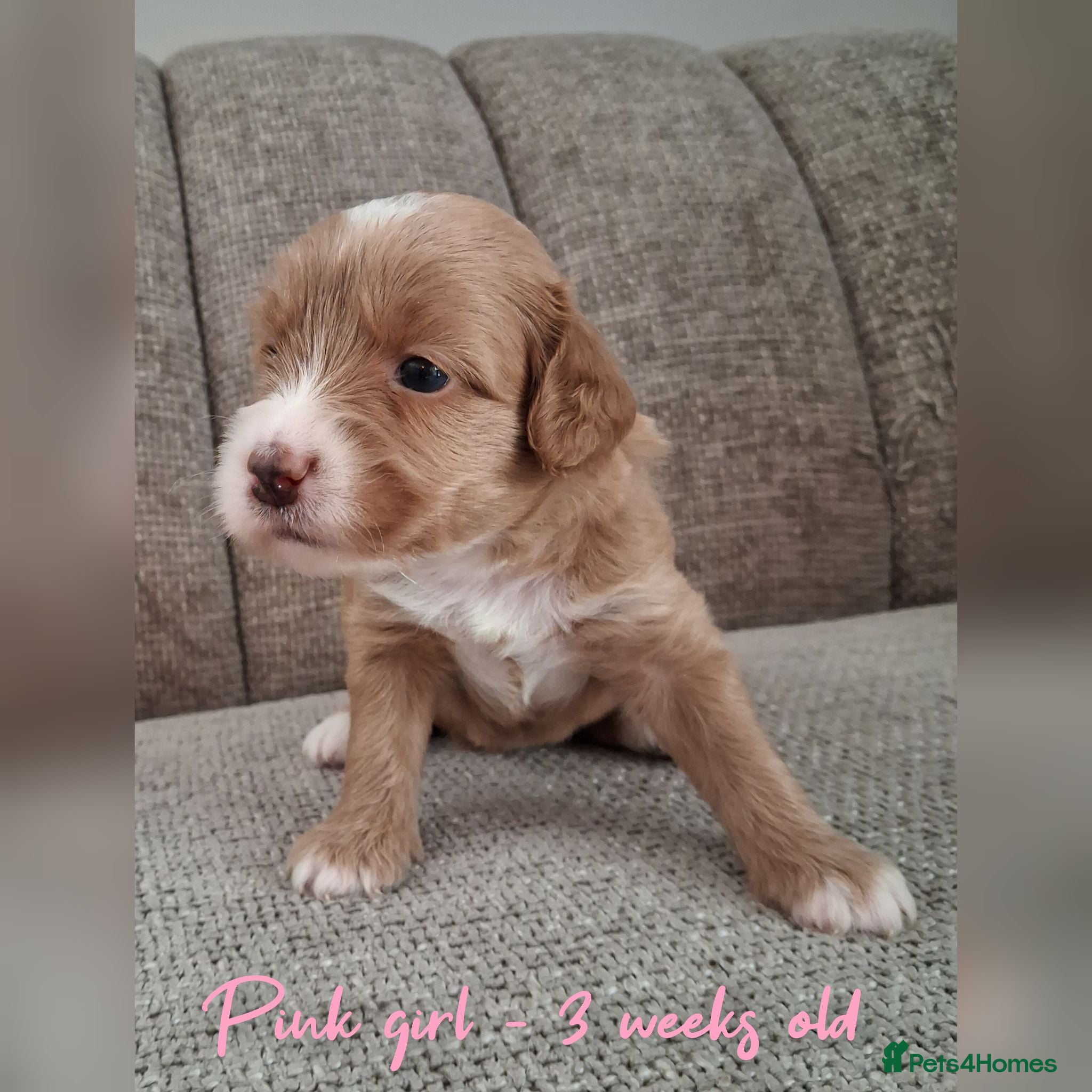 Australian Labradoodle dogs DNA health tested mini Australian labradoodles  - Advert 1