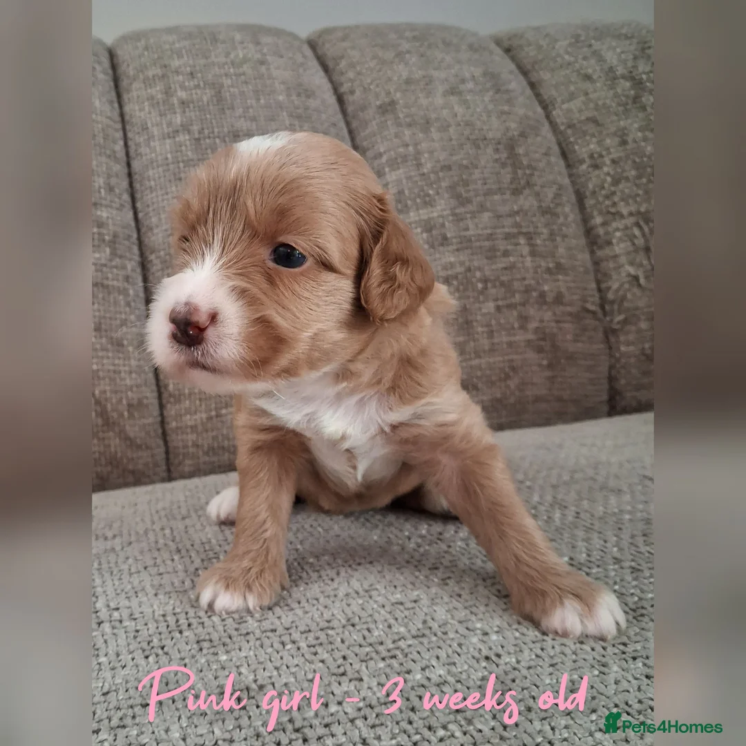 Australian Labradoodle dogs for sale: DNA health tested mini Australian labradoodles  - Advert 1