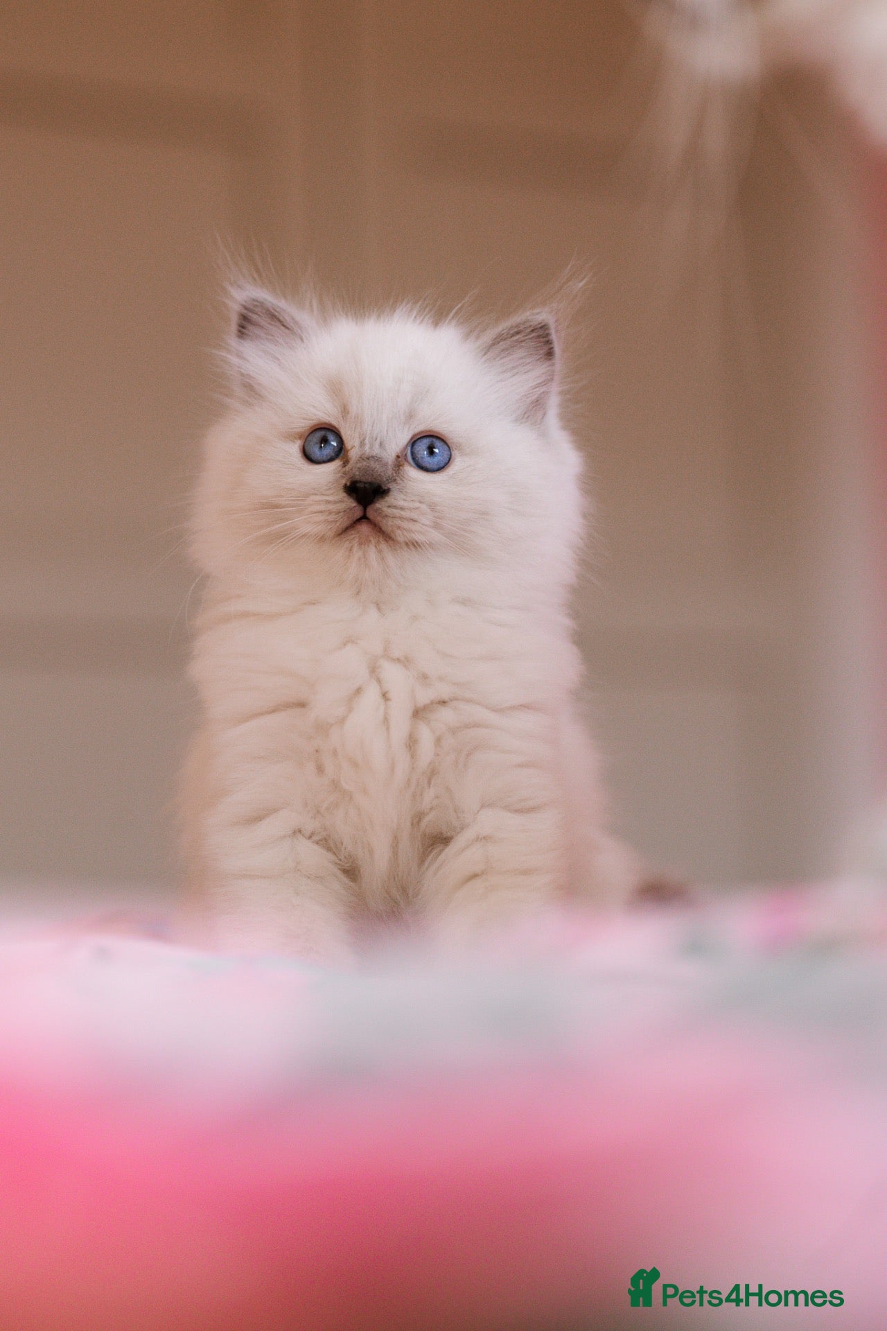 Ragdoll cats Beautiful Ragdoll Kittens – Male & Female - Advert 4
