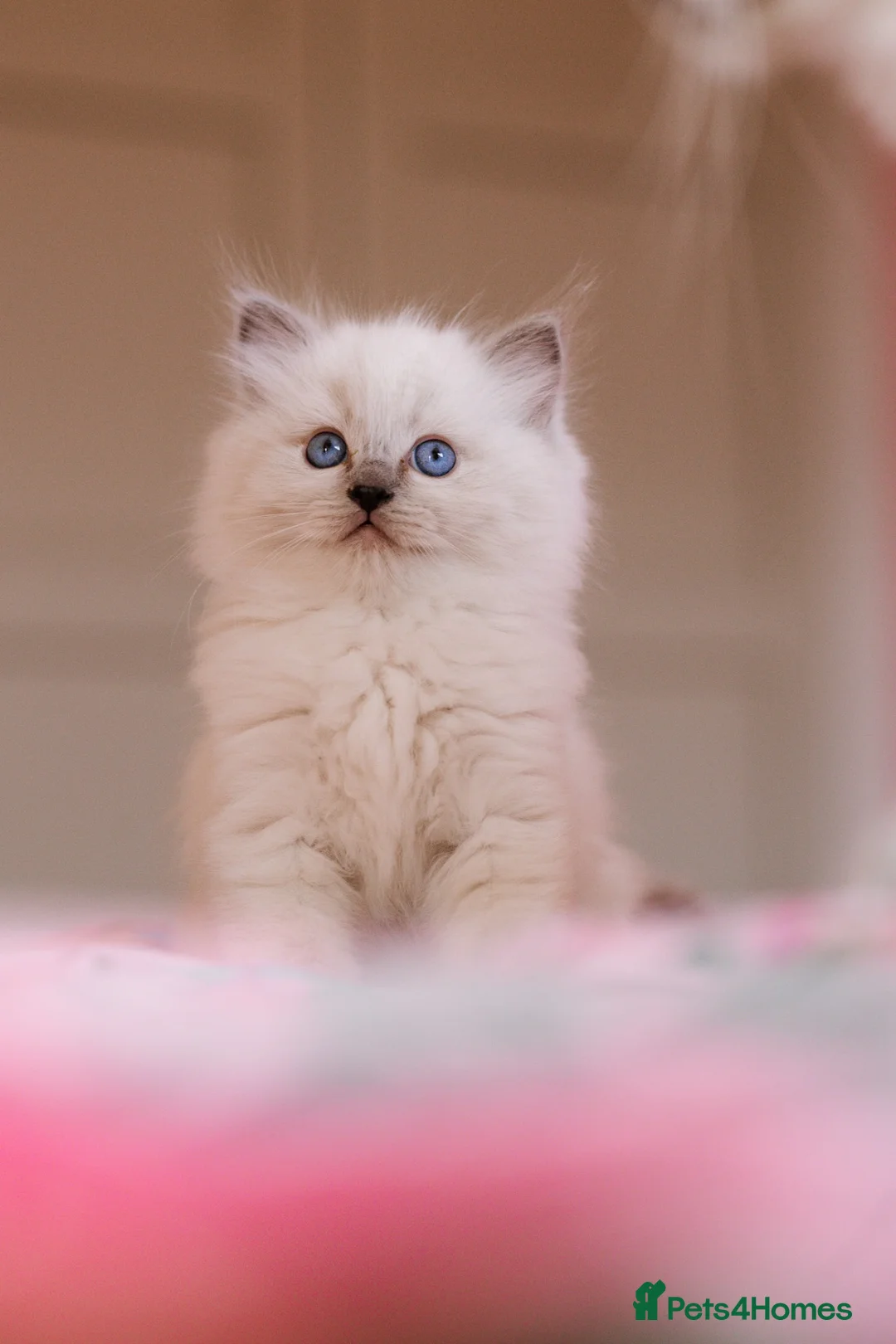 Ragdoll cats for sale: Beautiful Ragdoll Kittens – Male & Female - Advert 1