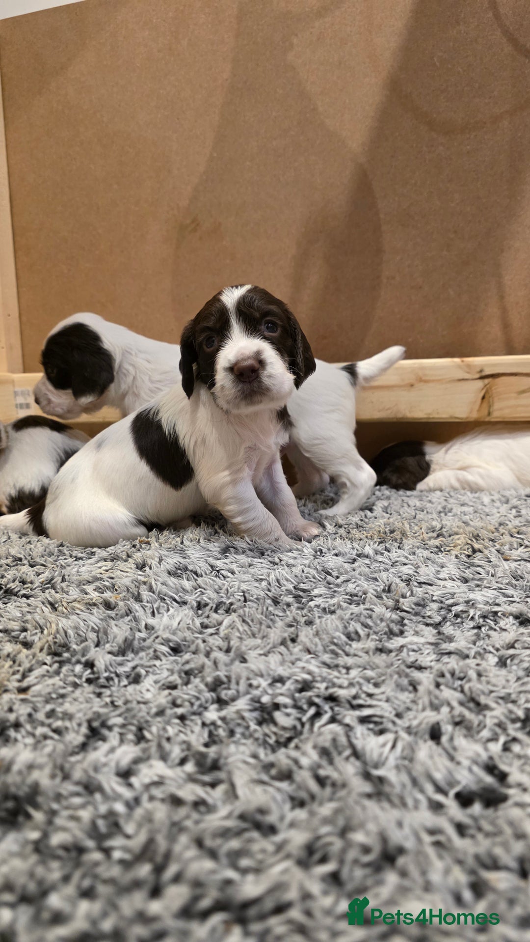 English Springer Spaniel dogs for sale: English Springer Spaniel Puppies - Image 4
