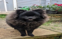 Pomeranian dogs for sale: Pom puppys with Kc reg , pedigree for sale - Image 5