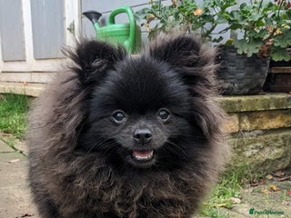 Pomeranian dogs for sale - Advert 3