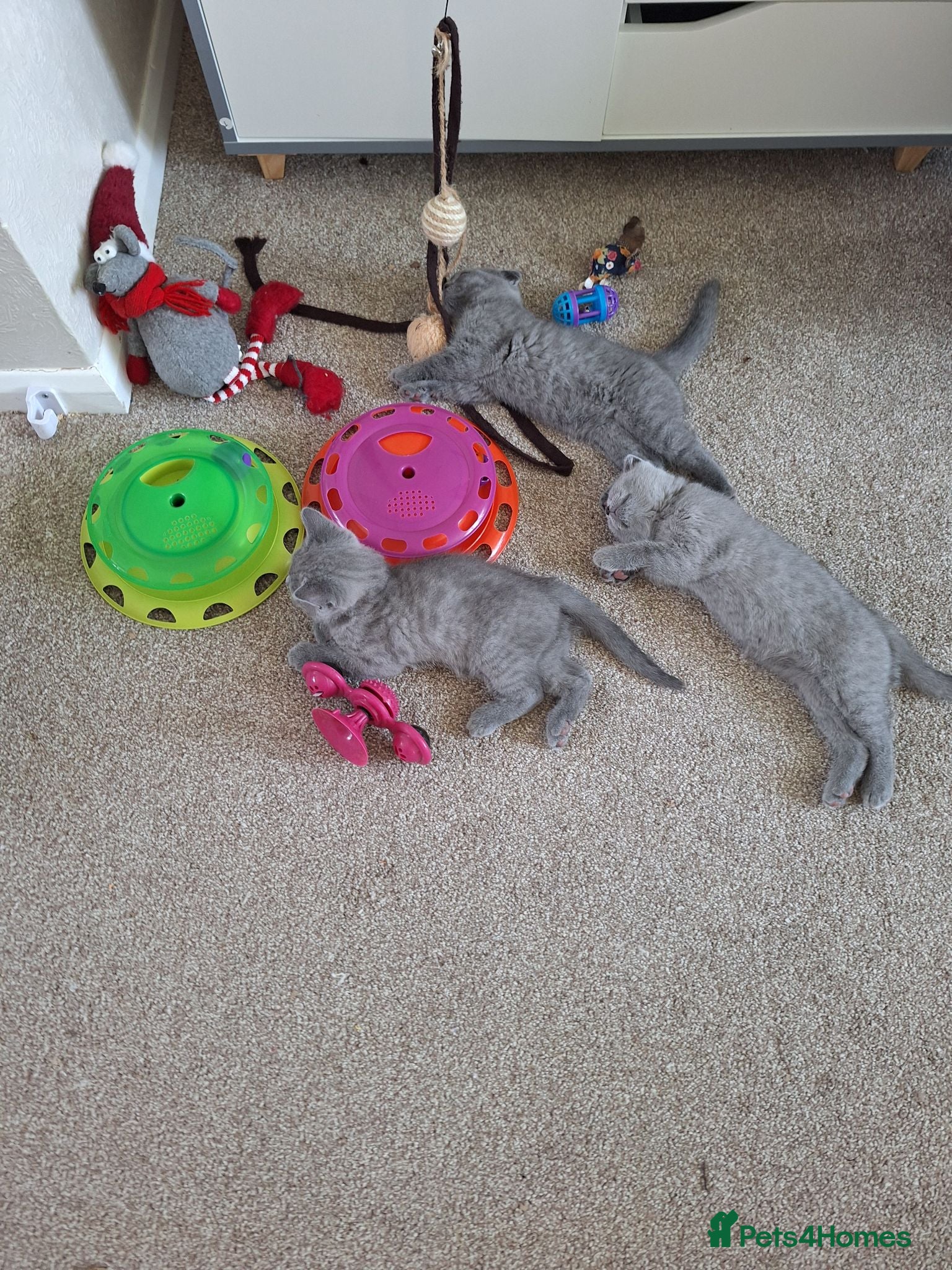 Scottish Fold cats Pure breed Scotish Fold kittens for sale - Advert 2