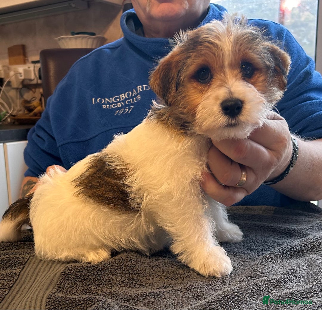 Jack Russell dogs for sale: Pedigree Jack Russell Terriers - Image 25