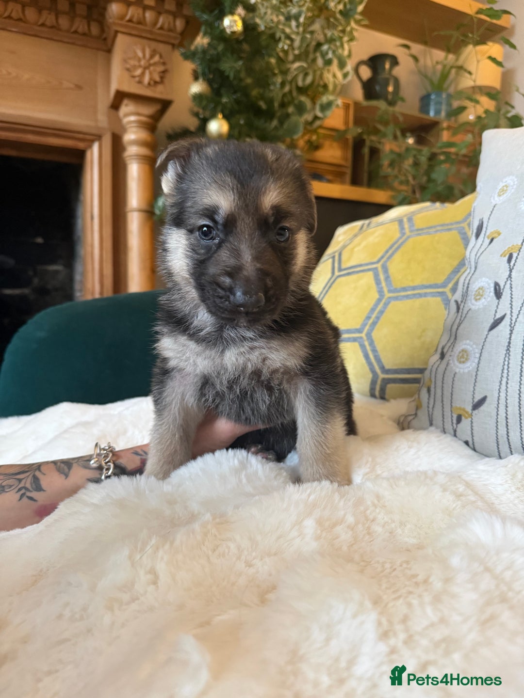 German Shepherd dogs for sale: Stunning German Shepherd Puppies - Advert 15