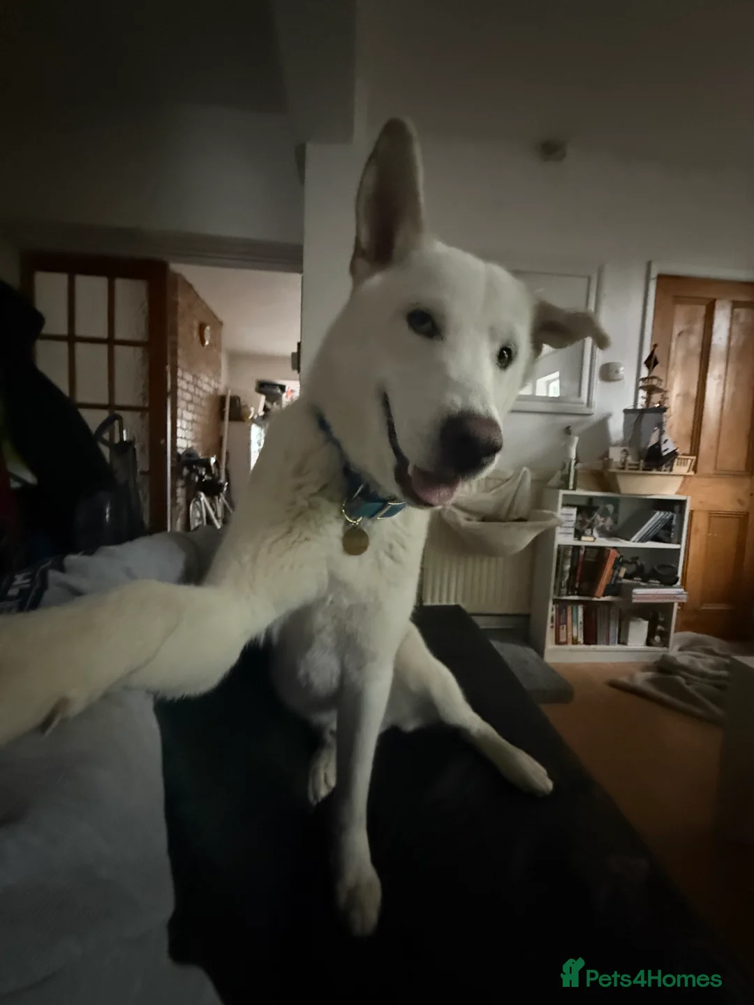 Siberian Husky dogs for stud: Stunning all white Husky stud - Advert 5