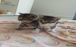 Domestic Shorthair cats for sale: 1 male & 1 female kitten - Image 7