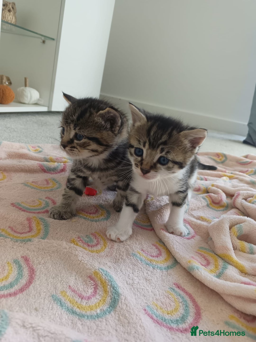 Domestic Shorthair cats for sale: 1 male & 1 female kitten - Image 7
