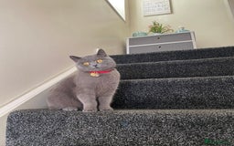 British Shorthair cats for sale: Britishshort hair kittens - Image 13