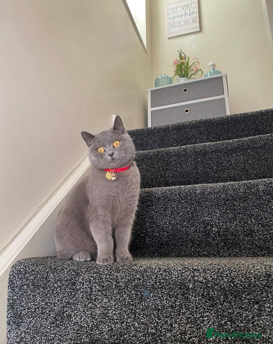 British Shorthair cats for sale: Britishshort hair kittens - Image 13