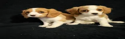 Mixed Breed dogs for sale: Cavapoochon puppies  - Advert 8